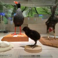 Yambaru Wildlife Center