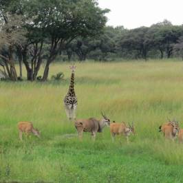 Mukuvisi Woodlands