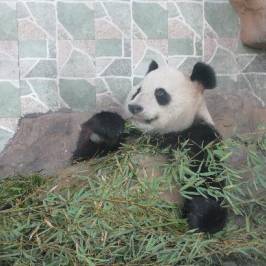 Wenzhou Zoo
