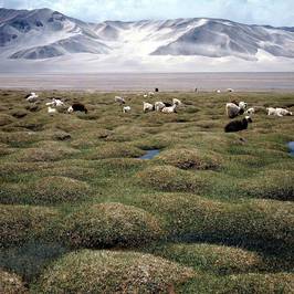 Bulunkou Lakes Marsh