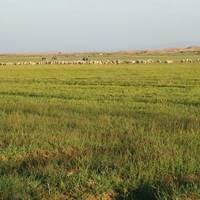 Tonghu Wetland Grassland Tourist Area