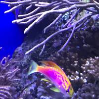 Aquarium des Lagons Nouvelle Caledonie