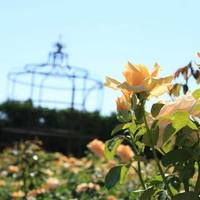 Jardin d'Alcinoos
