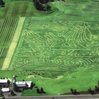 Jacob's Corn Maze