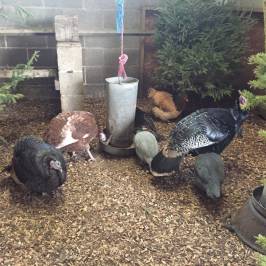 Roves Farm