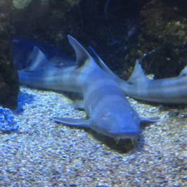 Aquarium du Cap d'Agde