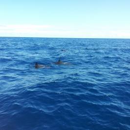 Azores Whale Watching Terra Azul