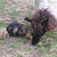 Watford Grange Llama Park