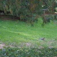Birds Garden