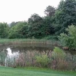Willow Springs Park