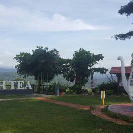 Sabah Tea Garden Day Tours