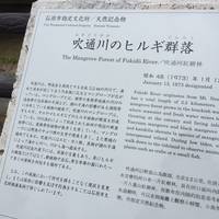 Rhizophoraceae Plant Community of Fukidogawa River
