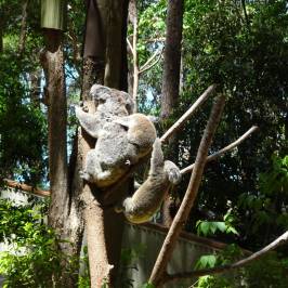 Currumbin Wildlife Sanctuary