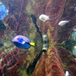 Blue Reef Aquarium Hastings