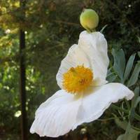 Rancho Santa Ana Botanic Garden