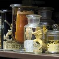 Phyletic Museum (Phyletisches Museum)