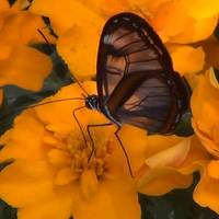 Mariposario Selva Viva