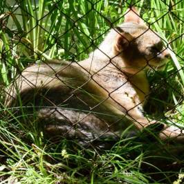 Miskolc Zoo and Culture Park