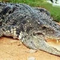 Fuzhou Crocodile Park