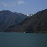 Shokawa-Zakura