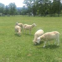 Woodstock Farm Sanctuary