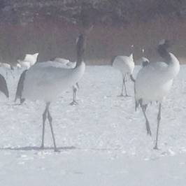 Akan International Crane Centre