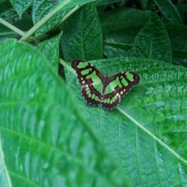 Butterfly Park of Benalmadena