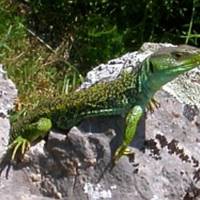 Iberian Wildlife Tours