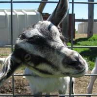 Hinchley's Dairy Farm Tours
