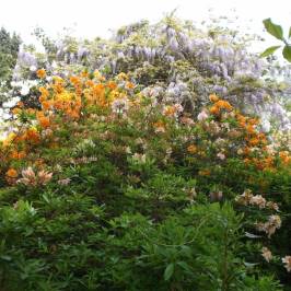 The American Garden