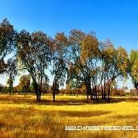 Xinglongshan Yellow Elm Scenic Spot