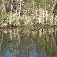 Heron Haven