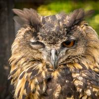 Tropical Wings Zoo