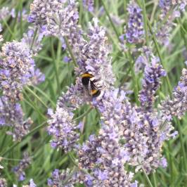 Hitchin Lavender