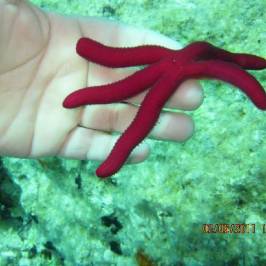Diving Fun Club