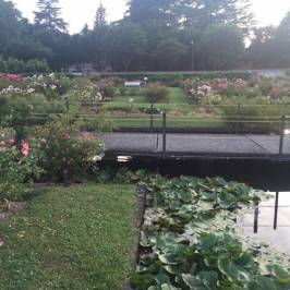 Roseto Niso Fumagalli