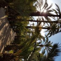 Huerto Del Cura Jardin Artistico Nacional