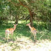 Bonamanzi Game Reserve