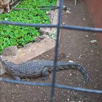 Meserani Snake Park
