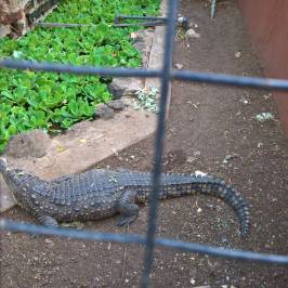 Meserani Snake Park