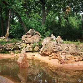 La Foret des Singes