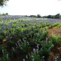 Nasu Flower World