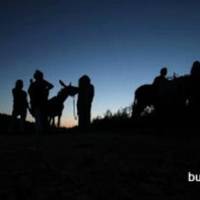 Burros and Artes