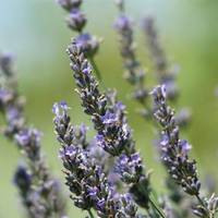 Winding Brook Estates Lavender Farm