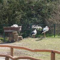 Heimattierpark Greifswald