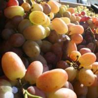 Berressa Farmers Market