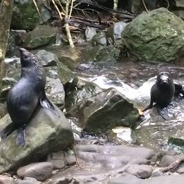 Ohau Stream Walk
