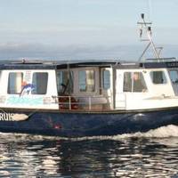Phoenix Dolphin Trips
