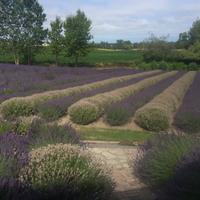 Purple Haze Lavender Farm