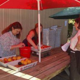 Andy's Orchard
